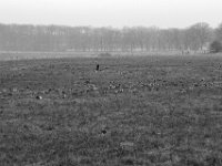 Wildgänse  PENTAX K-3 Mark III Monochrome , HD Pentax-D FA 2.8/24-70    - 14.01.2024 -