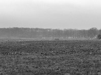 Weideland mit Gänsen  PENTAX K-3 Mark III Monochrome , HD Pentax-D FA 2.8/24-70    - 14.01.2024 -