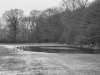 Reiher  PENTAX K-3 Mark III Monochrome , HD Pentax-D FA 2.8/24-70    - 14.01.2024 -