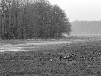 Eisfläche am Waldrand  PENTAX K-3 Mark III Monochrome , HD Pentax-D FA 2.8/24-70    - 14.01.2024 -