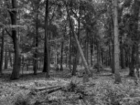 Mischwald #1  PENTAX K-3 Mark III Monochrome,  HD PENTAX - DA* 2.8/ 11-18 ED DC AW  - 14-07.2024 -