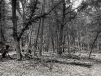 Mischwald #2  PENTAX K-3 Mark III Monochrome,  HD PENTAX - DA* 2.8/ 11-18 ED DC AW  - 14-07.2024 -