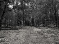 Waldweg  PENTAX K-3 Mark III Monochrome,  HD PENTAX - DA* 2.8/ 11-18 ED DC AW  - 14-07.2024 -