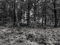 Mischwald #3  PENTAX K-3 Mark III Monochrome,  HD PENTAX - DA* 2.8/ 11-18 ED DC AW  - 14-07.2024 -