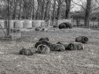 Schwarze Schafe  PENTAX K-3 Mark III Monochrome , HD PENTAX - DA* 2.8/16-50 ED PLM AW  - 14.03.2024 -