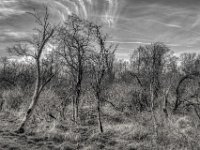 Holunder  PENTAX K-3 Mark III Monochrome , HD PENTAX - DA* 2.8/16-50 ED PLM AW  - 14.03.2024 -
