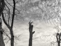 Idealer Nestplatz ?  PENTAX K-3 Mark III Monochrome , HD PENTAX - DA* 2.8/16-50 ED PLM AW  - 14.03.2024 -