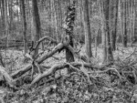 Skulptur  PENTAX K-3 Mark III Monochrome , HD PENTAX - DA* 2.8/16-50 ED PLM AW  - 14.03.2024 -