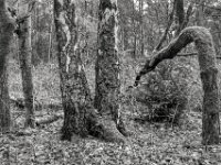 Moos auf den Stämmen  PENTAX K-3 Mark III Monochrome , HD PENTAX - DA* 2.8/16-50 ED PLM AW  - 14.03.2024 -