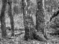 Zwillingsbirke  PENTAX K-3 Mark III Monochrome , HD PENTAX - DA* 2.8/16-50 ED PLM AW  - 14.03.2024 -