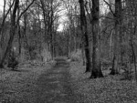 Waldweg Testerberge  PENTAX K-3 Mark III Monochrome , HD PENTAX - DA* 2.8/16-50 ED PLM AW  - 14.03.2024 -