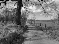 Landstraße zwischen Feldern und Weiden  PENTAX K-3 Mark III Monochrome , HD PENTAX - DA* 2.8/16-50 ED PLM AW  - 14.03.2024 -