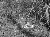 Tod am Wegesrand  PENTAX K-3 Mark III Monochrome , HD PENTAX - DA* 2.8/16-50 ED PLM AW  - 14.03.2024 -