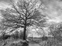 Eiche am Weg  PENTAX K-3 Mark III Monochrome , HD PENTAX - DA* 2.8/16-50 ED PLM AW  - 14.03.2024 -