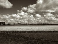 Rapsfeld  Pentax 645N, SMC Pentax FA 2.8/45, Orange Filter, Fuji Acros 100 II  -18.04.2024 -