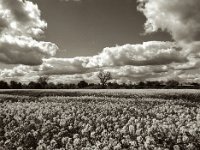 Raps und Wolken  Pentax 645N, SMC Pentax FA 2.8/45, Orange Filter, Fuji Acros 100 II  -18.04.2024 -