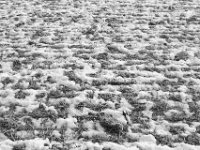 Schnee, fast wie Seifenschaum  PENTAX K-3 Mark III Monochrome , SMC Pentax-FA 1.8/31 AL Limited  -19.01.2021 -