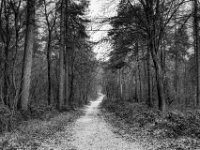 Dort hinauf  PENTAX K-3 Mark III Monochrome , SMC Pentax-FA 1.8/31 AL Limited  -19.01.2021 -