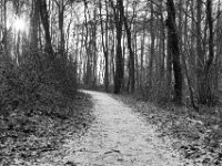 Waldweg  PENTAX K-3 Mark III Monochrome , SMC Pentax-FA 1.8/31 AL Limited  -19.01.2021 -