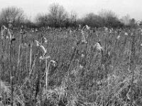 Sommer Zeugen  PENTAX K-3 Mark III Monochrome , SMC Pentax-FA 1.8/31 AL Limited  -19.01.2021 -