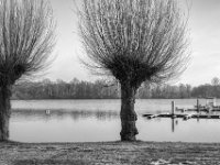 Kopfweiden  PENTAX K-3 Mark III Monochrome , SMC Pentax-FA 1.8/31 AL Limited  -19.01.2021 -