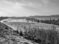 Weiden mit Wasserstellen  PENTAX K-3 Mark III Monochrome , SMC Pentax-FA 1.8/31 AL Limited  -19.01.2021 -