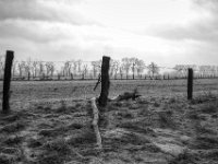 Weidezaun auf der Bislicher Insel  PENTAX K-3 Mark III Monochrome , SMC Pentax-FA 1.8/31 AL Limited  -19.01.2021 -