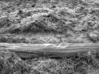 Frost auf dem Stamm  PENTAX K-3 Mark III Monochrome , SMC Pentax-FA 1.8/31 AL Limited  -19.01.2021 -