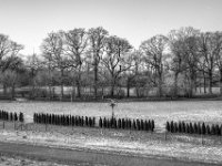 Große Bäume, kleine Bäumchen  PENTAX K-3 Mark III Monochrome , SMC Pentax-FA 1.8/31 AL Limited  -19.01.2021 -