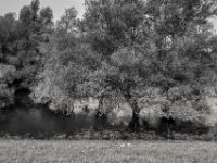 Bäume im See  PENTAX K-3 Mark III Monochrome, HD PENTAX - DA* 2.8/16-50 ED PLM AW  - 20.08.2024 -
