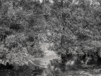 Bäume im See II  PENTAX K-3 Mark III Monochrome, HD PENTAX - DA* 2.8/16-50 ED PLM AW  - 20.08.2024 -