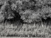 Schilf  PENTAX K-3 Mark III Monochrome, HD PENTAX - DA* 2.8/16-50 ED PLM AW  - 20.08.2024 -