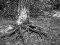 Wurzel Testerberge  PENTAX K-3 Mark III Monochrome, HD PENTAX - DA* 2.8/16-50 ED PLM AW  - 20.08.2024 -