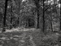 Waldweg Testerberge  PENTAX K-3 Mark III Monochrome, HD PENTAX - DA* 2.8/16-50 ED PLM AW  - 20.08.2024 -