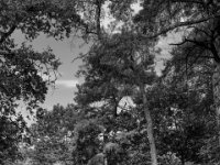 Kiefer am Waldweg  PENTAX K-3 Mark III Monochrome, HD PENTAX - DA* 2.8/16-50 ED PLM AW  - 20.08.2024 -