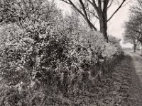 Blüten am Feldweg  PENTAX K-3 Mark III Monochrome , HD PENTAX - DA* 2.8/16-50 ED PLM AW   - 21.03.2024 -