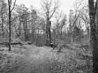 Die alte Buche  PENTAX K-3 Mark III Monochrome , HD PENTAX - DA* 2.8/16-50 ED PLM AW   - 21.03.2024 -