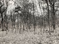 Stangenwald  PENTAX K-3 Mark III Monochrome , HD PENTAX - DA* 2.8/16-50 ED PLM AW   - 21.03.2024 -