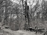 Sie besitzt nur noch drei Äste  PENTAX K-3 Mark III Monochrome , HD PENTAX - DA* 2.8/16-50 ED PLM AW   - 21.03.2024 -
