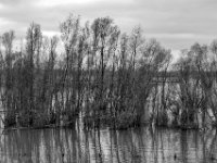 Rheinaue  PENTAX K-3 Mark III Monochrome , HD PENTAX - DA* 2.8/16-50 ED PLM AW   - 21.03.2024 -