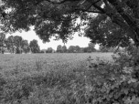 Blütenfeld am Rhein  PENTAX K-3 Mark III Monochrome , HD PENTAX - DA* 2.8/ 11-18 ED DC AW  - 22.05.2024 -