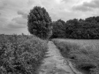 Schmaler Weg zum Rheinufer  PENTAX K-3 Mark III Monochrome , HD PENTAX - DA* 2.8/ 11-18 ED DC AW  - 22.05.2024 -