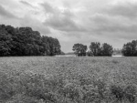 Ein Feld voller Blüten  PENTAX K-3 Mark III Monochrome , HD PENTAX - DA* 2.8/ 11-18 ED DC AW  - 22.05.2024 -
