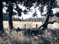 Waldweide  PENTAX K-3 Mark III Monochrome, HD PENTAX - DA* 2.8/16-50 ED PLM AW  - 24.06.2024 -
