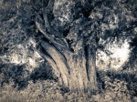 Weiden am Wegrand #1  PENTAX K-3 Mark III Monochrome, HD PENTAX - DA* 2.8/16-50 ED PLM AW  - 24.06.2024 -