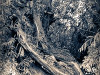 Weide #4  PENTAX K-3 Mark III Monochrome, HD PENTAX - DA* 2.8/16-50 ED PLM AW  - 24.06.2024 -