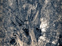 Weide #6  PENTAX K-3 Mark III Monochrome, HD PENTAX - DA* 2.8/16-50 ED PLM AW  - 24.06.2024 -