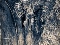 Weide #8  PENTAX K-3 Mark III Monochrome, HD PENTAX - DA* 2.8/16-50 ED PLM AW  - 24.06.2024 -