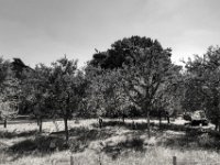 Störche im Nest  über der Obstwiese  PENTAX K-3 Mark III Monochrome, HD PENTAX - DA* 2.8/ 11-18 ED DC AW  - 25.06.2024 -