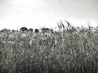 Gerstenfeld  PENTAX K-3 Mark III Monochrome, HD PENTAX - DA* 2.8/ 11-18 ED DC AW  - 25.06.2024 -